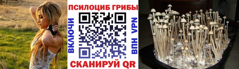 kraken ТОР  Динская  Псилоцибиновые грибы Psilocybine cubensis  закладки 